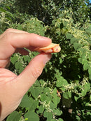Albino Pink Bellied Sideneck Turtle Baby (Emydura subglobosa)