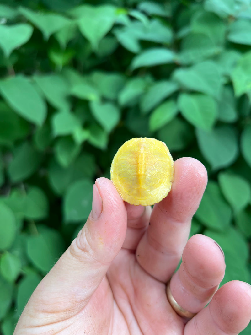 Paradox Albino Red Eared Slider Turtle  2024