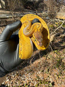 Pastel Pinstripe Low White Pied Ball Python Female