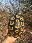 Libyan Greek Tortoise Adult Male