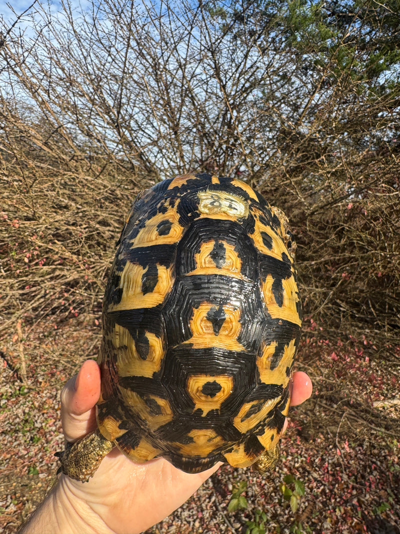 Libyan Greek Tortoise Adult Male