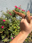 Red Salt Marsh Water Snake Adult Female