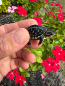HI YELLOW Florida Box Turtle