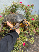 Red Foot Tortoise Adult Male