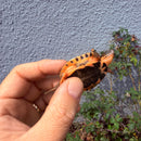 Vietnamese Three-striped Box Turtle