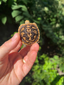 Pancake Tortoise Baby