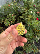 HI YELLOW Florida Box Turtle