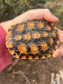 Pancake Tortoise Adult Female