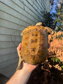 Forstens Tortoise Adult  Male 11 (Indotestudo forstenii)