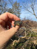 Pastel Reeves Turtle Baby 2025