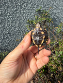 Southern Keeled Box Turtle Baby