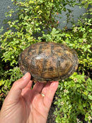 Franco-Italian Pond Turtle Adult Female