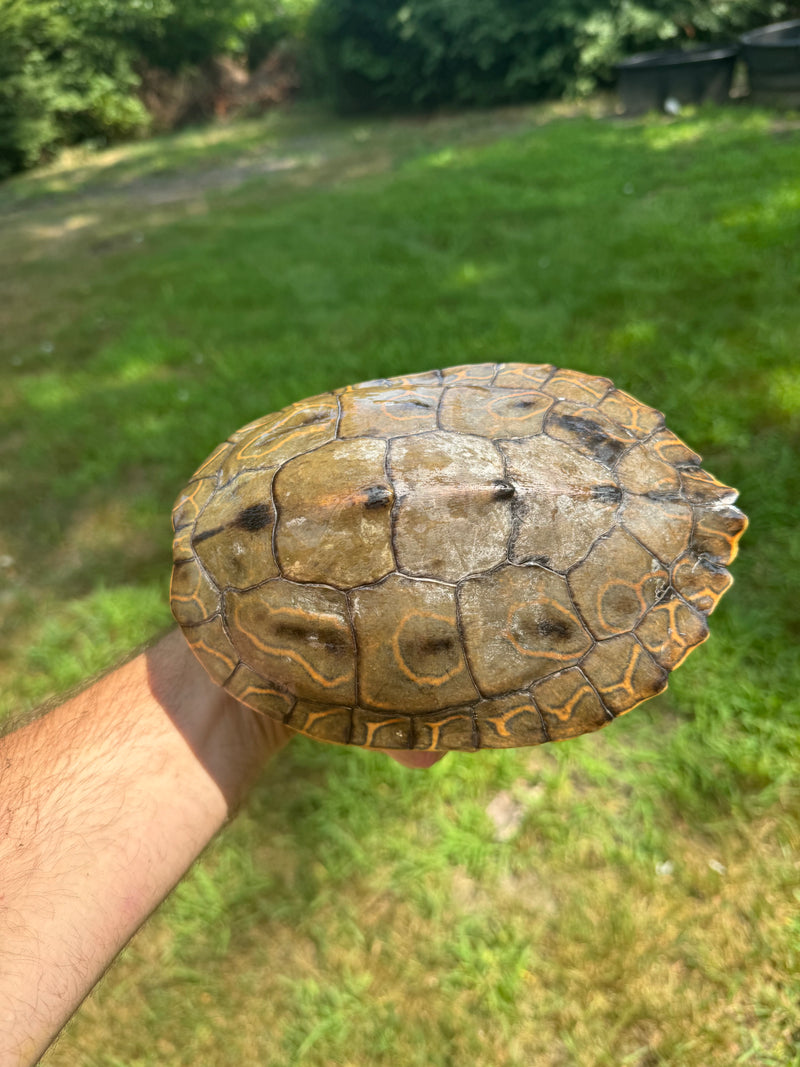 Barbour's  Map Turtle 1.4 Adult Breeding Colony (Graptemus barbouri)