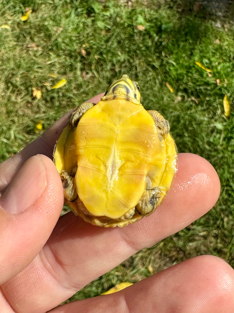 Pastel Clown Yellow Bellied Turtle 2024 (Trachemys scripta)