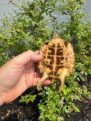 Flat Shell Turtle Juvenile Female 2025