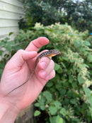 Giant Dalmatian Anole (Anolis sabanus)