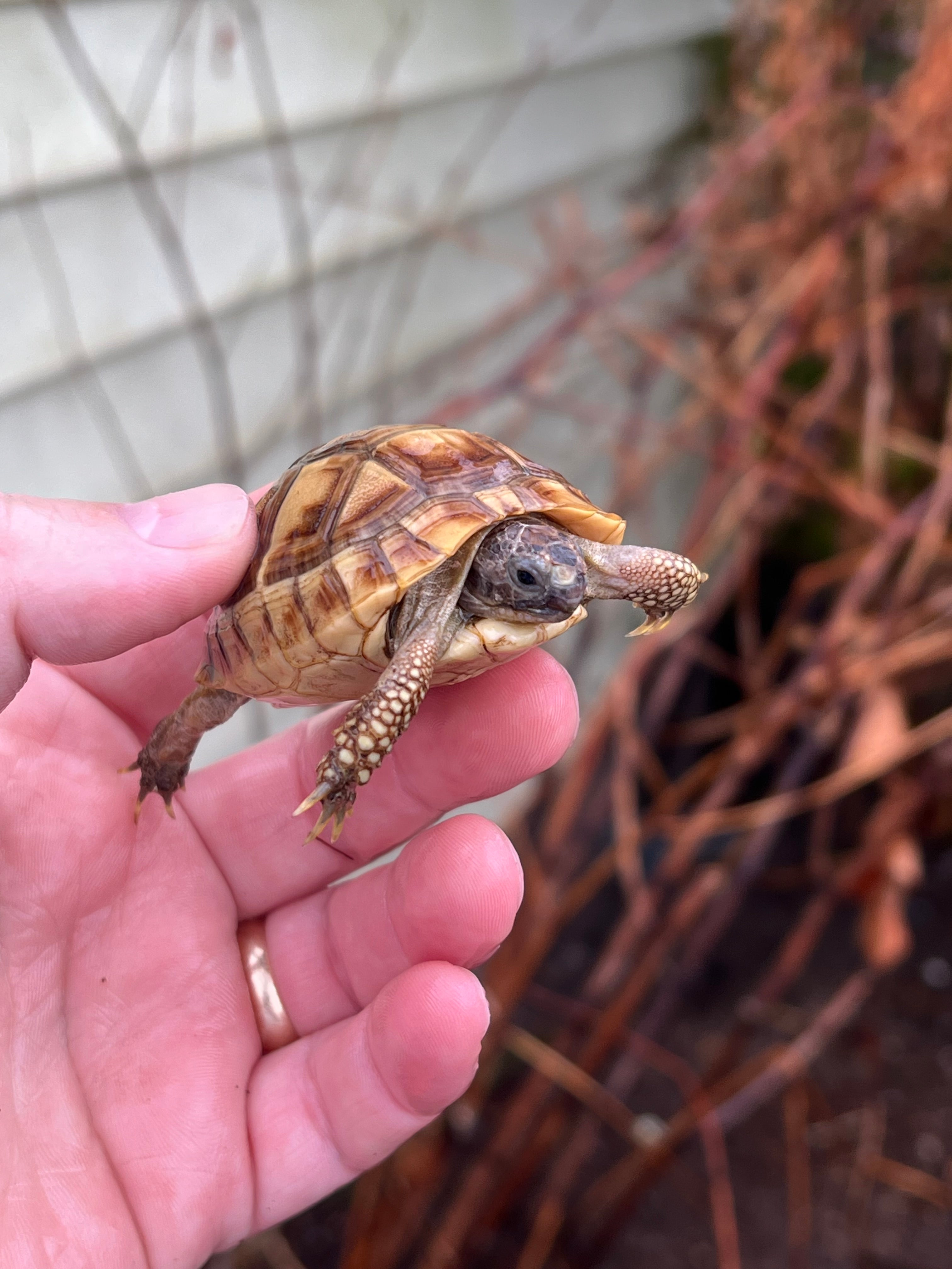 Syrian Golden Greek Tortoise For Sale | American Reptile Distributors