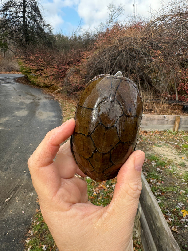 Stripe-necked Musk Turtle Adult Pair