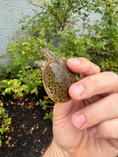 Hi Orange Leopard Softshell