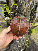 Spiny Hill Turtle CB 2024