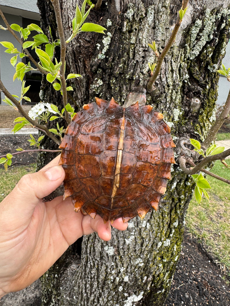 Spiny Hill Turtles For Sale | American Reptile Distributors