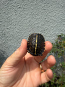 HI YELLOW Florida Box Turtle