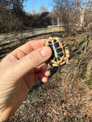 Spotted Turtle 2023 Female