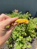 Crimson Red Albino Green Iguana 2026