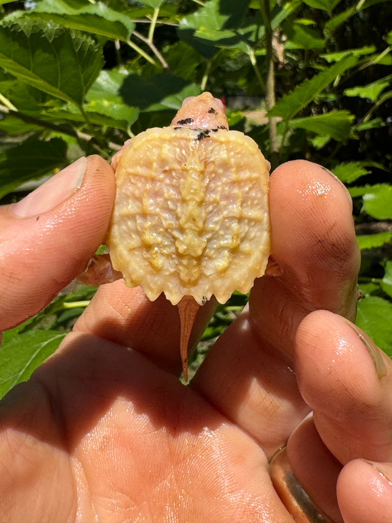 Paradox Albino Common Snapping Turtle