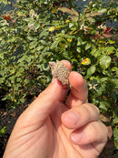 Albino Florida Snapping Turtle 2026