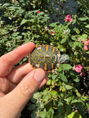Flame Pastel Clown Northern Red Bellied Turtle