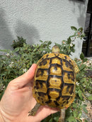 Eastern Hermann's Tortoise Adult Female