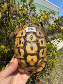 Libyan Greek Tortoise Adult Male