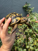 Eastern Hermann's Tortoise Adult Female