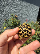 Sri Lankan Star Tortoise