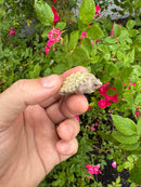 Albino Florida Snapping Turtle 2026