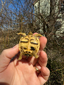 Sri Lankan Star Tortoise 2025