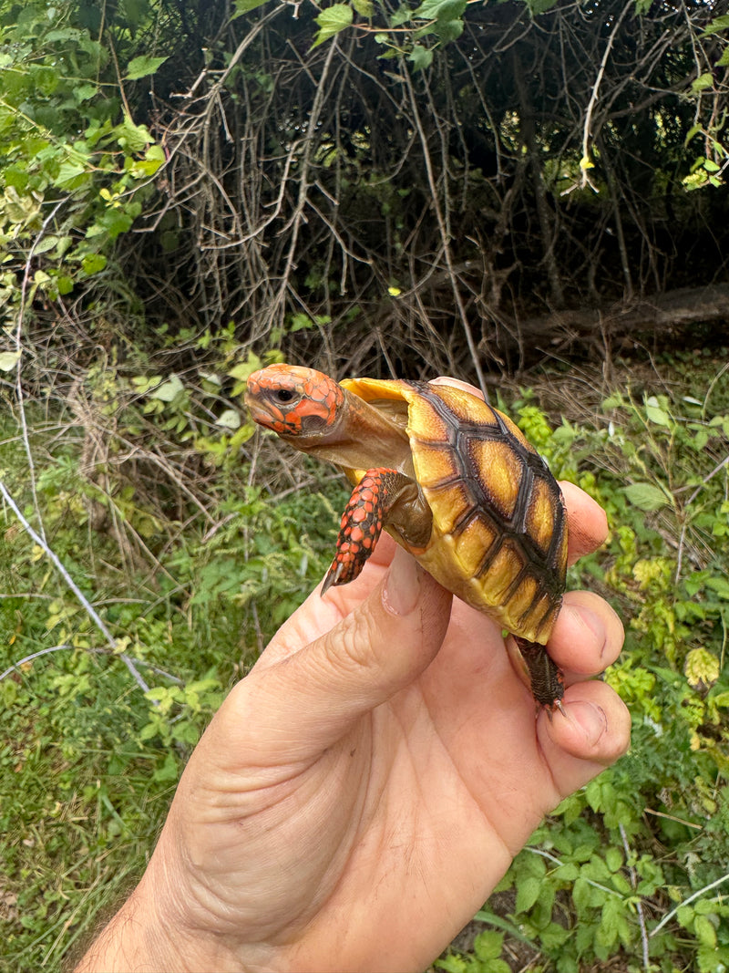 Cherrybomb Red Foot Tortoise Baby 2025
