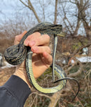 Vietnamese Blue Beauty Adult Male