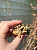 Leopard Tortoise 2024