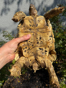 Hi White Leopard Tortoise Female