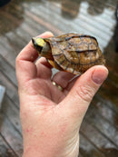 Golden Coin Box Turtle 2023