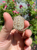Albino Florida Snapping Turtle 2026