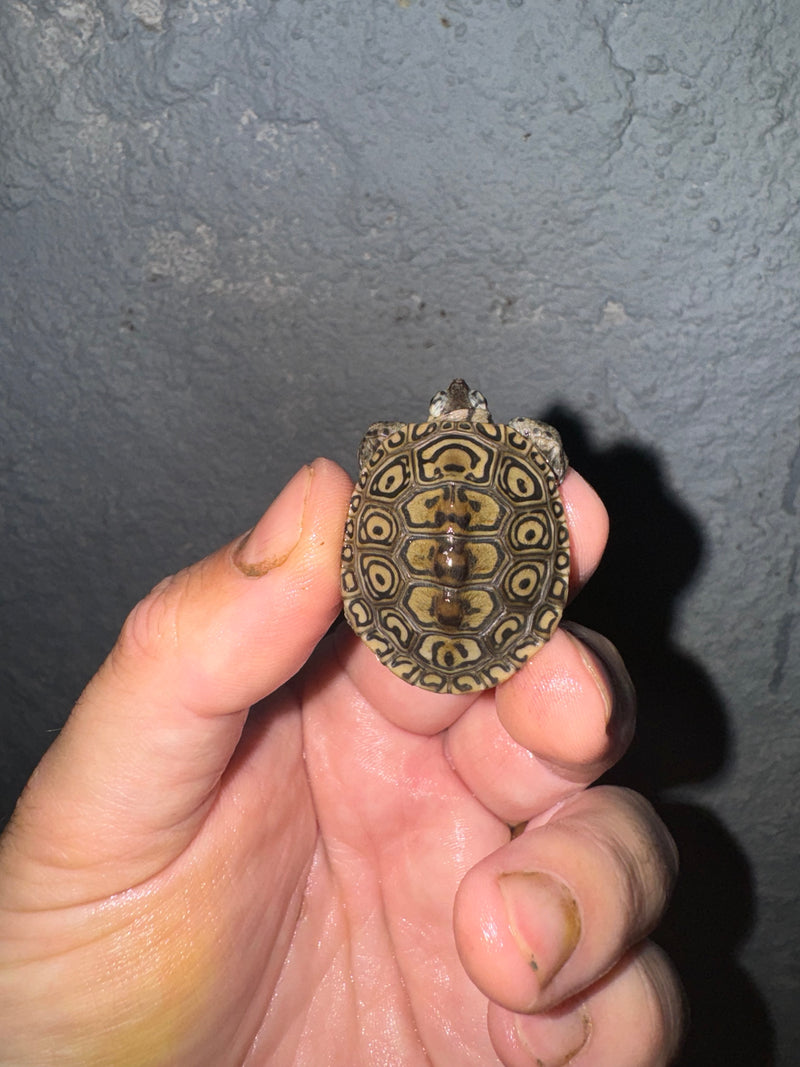 Hi White Concentric Diamondback Terrapin 2024