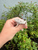 Hypo Zero Bearded Dragon