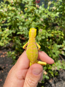 Crimson Red Albino Green Iguana 2026