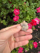Albino Florida Snapping Turtle 2026