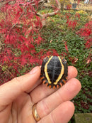Hi Orange Vietnamese Black Breasted Leaf Turtle Baby 2025