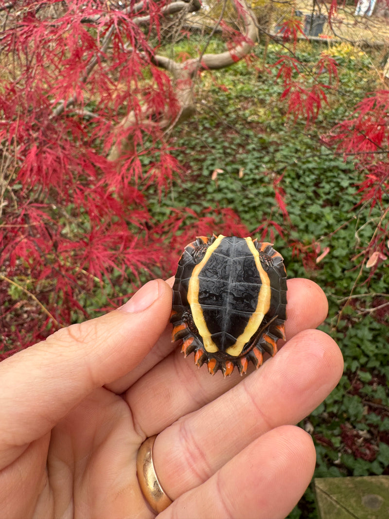 Hi Orange Vietnamese Black Breasted Leaf Turtle Baby 2025