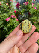 Mitch Clown Red Eared Slider Turtle